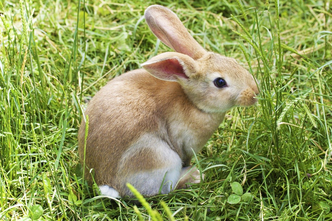 An Easter bunny in the grass.